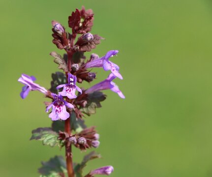 Glechoma hederacea (ground ivy) wild medicinal plant