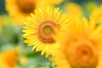 Obraz premium Close up of blooming sunflower in summer field