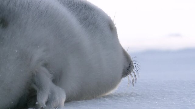 A seal pup in the ice of the North Sea