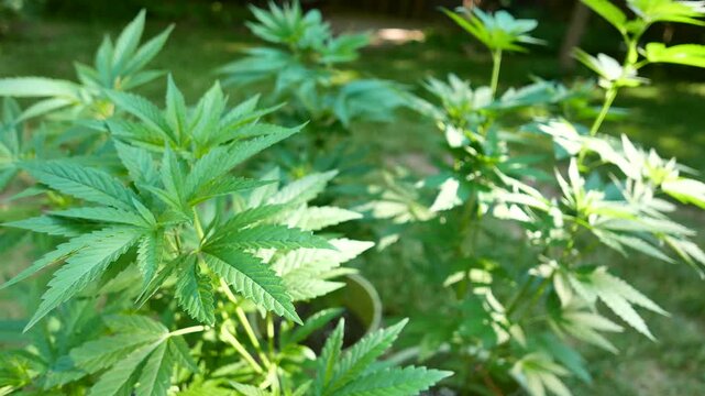 Marijuana cannabis plants with their distinct pot leafs being grown in a suburban backyard on a sunny spring day.