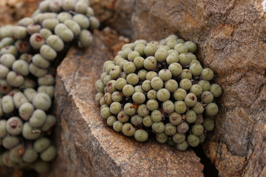 Conophytum flavum ssp. novicium in it's natural habitat, Namaqualand, South Africa