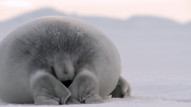 A seal pup in the ice of the North Sea