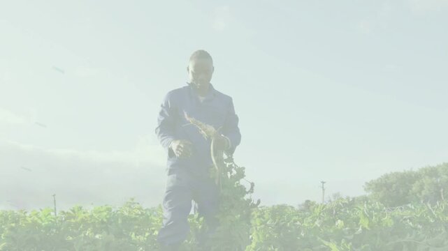 Male farm worker bending, grasping tall plant, pulling roots up and checking crop health