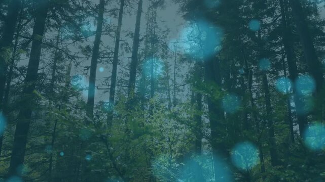 Stand of pine trees staying still while turquoise bokeh appearing drifting resizing creating depth
