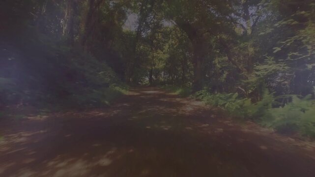 Camera starting forward along unpaved trail revealing dappled sunlight widening canopy showing path