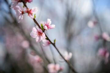 Naklejka premium Beautiful pink apricot blossom on a twig.