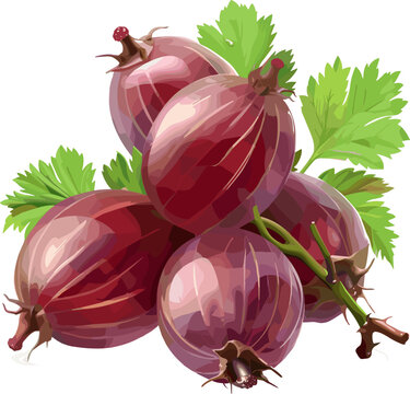 Red gooseberries (Ribes uva-crispa) with leaves, realistic watercolor style vector illustration, isolated on transparent background