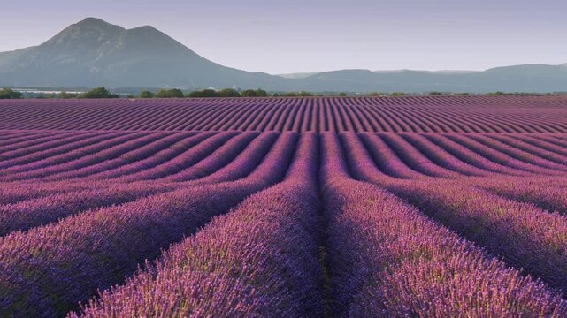 Vibrant purple flowers fill vast landscape of Valensole plateau in France. Panning shot of breathtaking lavender field, Provance, France. Rows of blooming violet lavender