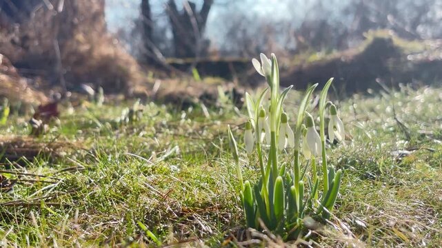 Close-up of delicate white snowdrops blooming in early spring meadow, backlit by warm morning sunlight.	
