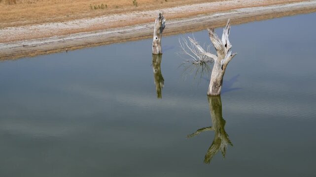 Dry, dead trees standing in a desiccating lake, wildlife of Oklahoma in autumn. Lake Carl Etling