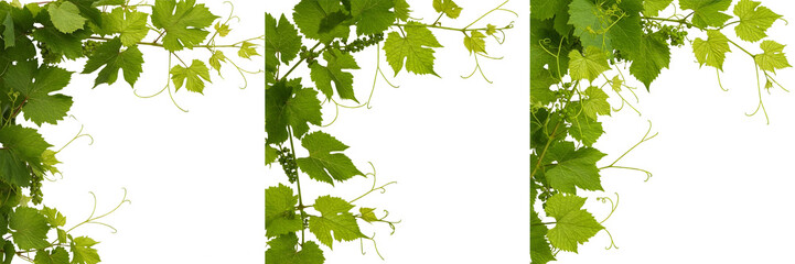 Obraz premium Green Grape Vine Leaves Border - Fresh Grapevine Branch Frame Isolated on White Background for Wine and Nature Concepts