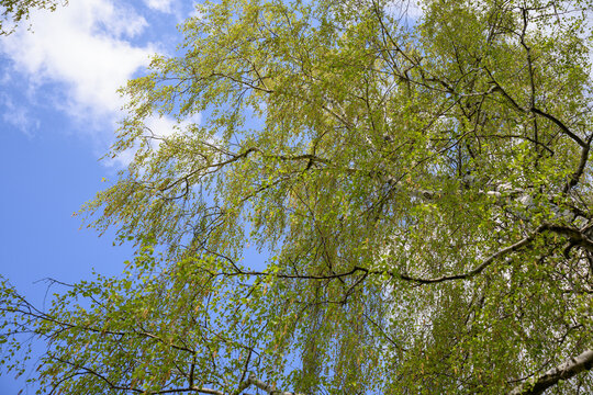 Young birch leaves with pollen catkins.