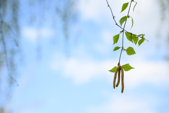 Young birch leaves with pollen catkins.