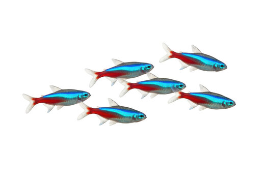 School of neon tetra fish isolated on transparent background