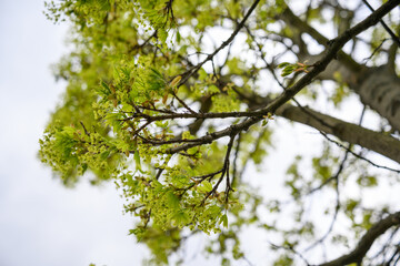 Fototapeta premium Tiny maple flowers on a twig.