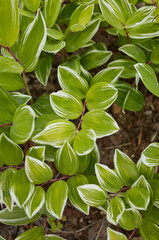 Fototapeta premium Solomon seal seen in the park 