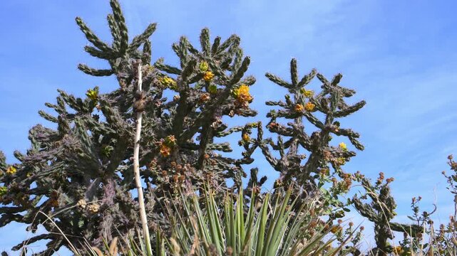Yellow fruits of the cane cholla cactus Cylindropuntia imbricata against a blue sky