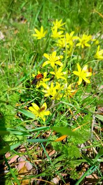 Close up of a bee collecting nectar from bright yellow starflowers in a green meadow, showcasing biodiversity and natural pollination.