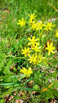Close up of a bee collecting nectar from bright yellow starflowers in a green meadow, showcasing biodiversity and natural pollination.