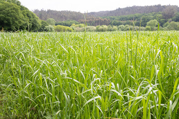Fototapeta premium tall green pasture grass creating a full frame nature background in rural agricultural meadow