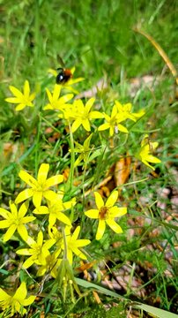 Close up of a bee collecting nectar from bright yellow starflowers in a green meadow, showcasing biodiversity and natural pollination.
