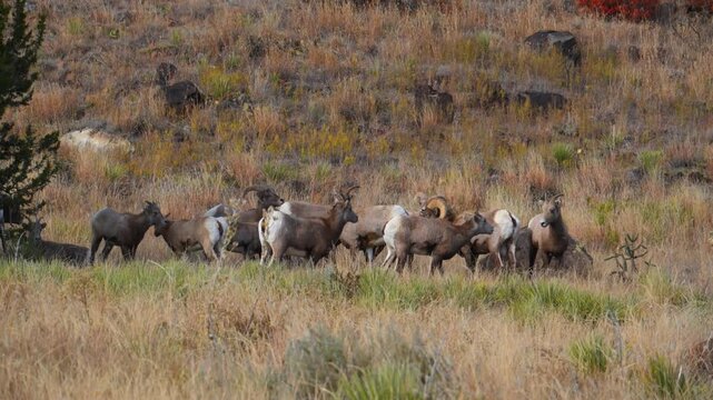 The animals are bighorn sheep Ovis canadensis, characterized by their distinctive large, curling horns. Texas