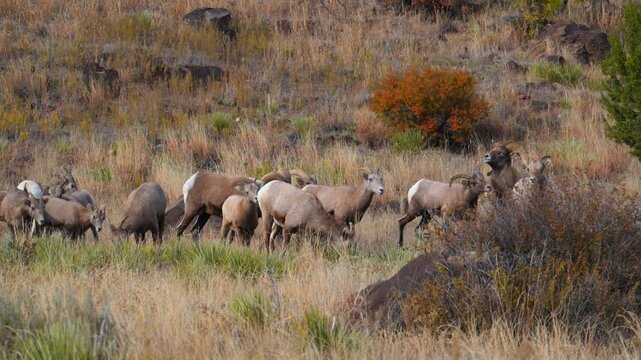 The animals are bighorn sheep Ovis canadensis, characterized by their distinctive large, curling horns. Texas