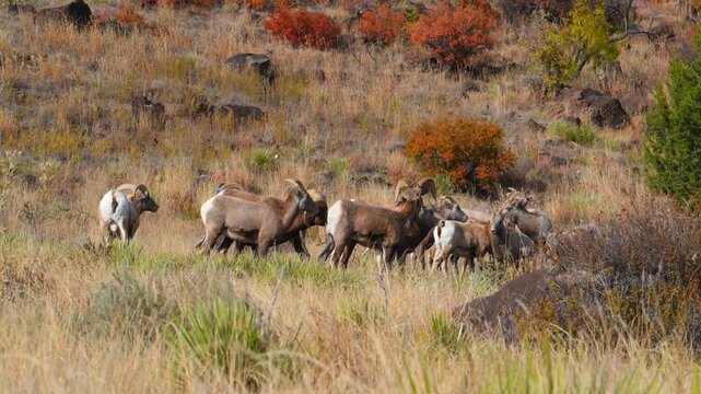 The animals are bighorn sheep Ovis canadensis, characterized by their distinctive large, curling horns. Texas