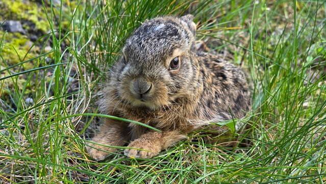 Baby European hare leveret hiding in green grass, close up wildlife portrait in natural habitat