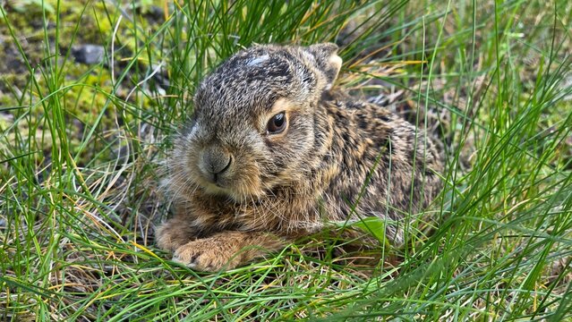 Baby European hare leveret hiding in green grass, close up wildlife portrait in natural habitat