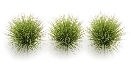 Obraz premium Three green grass tufts on white background