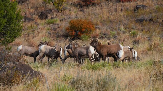 The animals are bighorn sheep Ovis canadensis, characterized by their distinctive large, curling horns. Texas