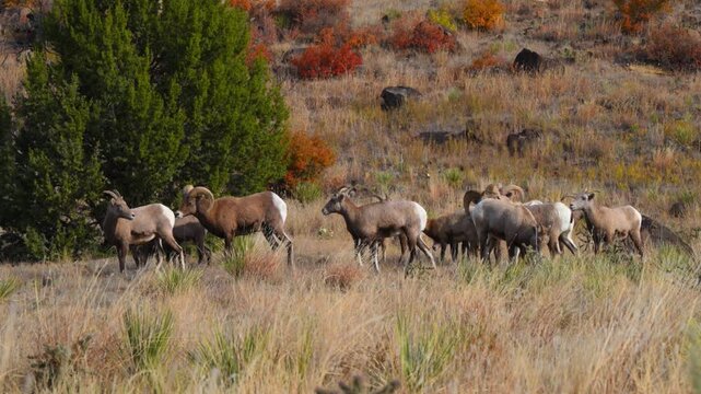 The animals are bighorn sheep Ovis canadensis, characterized by their distinctive large, curling horns. Texas
