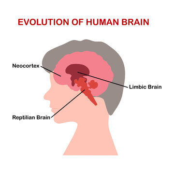 Human brain evolution, neocortex, limbic brain, reptilian brain. Sensory perception, emotions, and survival instincts diagram schematic vector illustration. Medical science educational illustration