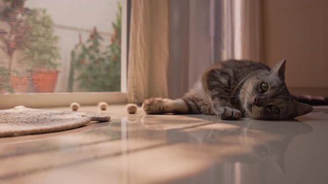 Fat gray tabby American Shorthair cat lying on floor, rolling eyes and gently flicking tail. Warm morning sunlight and natural shadows in a cozy home create a relaxing harmonious mood.