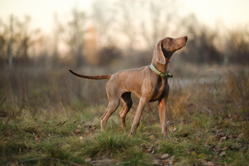 An alert Weimaraner dog stands in a grassy field at sunset, wearing a green collar, showcasing elegant poise in a serene natural landscape. © sergo321