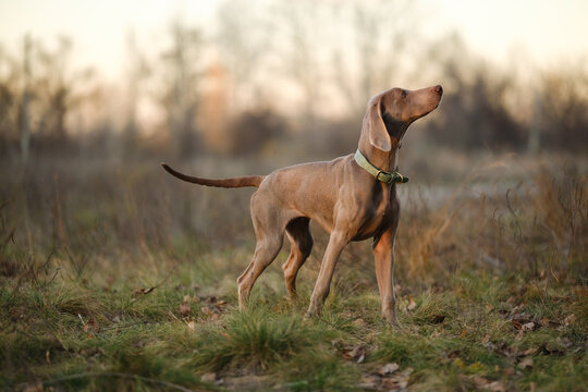 An alert Weimaraner dog stands in a grassy field at sunset, wearing a green collar, showcasing elegant poise in a serene natural landscape.