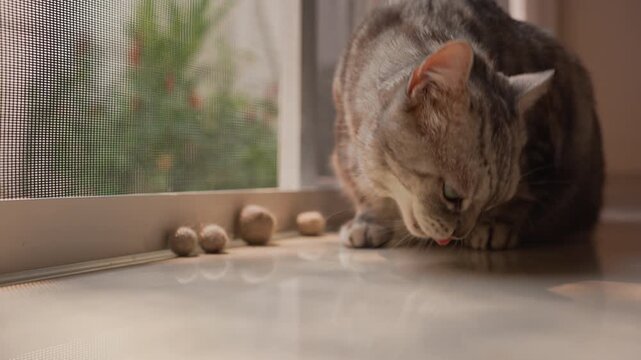Fat grey tabby American Shorthair cat walking to smell and joyfully chew Matatabi gall fruit on floor by glass door in home. Warm morning light creates cozy peaceful mood in static shot.