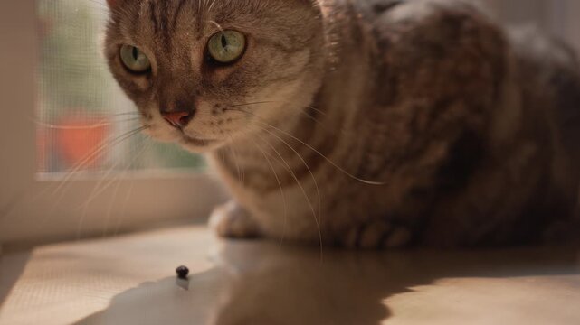 Close-up of fat gray tabby American Shorthair cat looking around and licking lips after eating Matatabi inside a home. Warm morning sunlight creates a cozy peaceful mood.