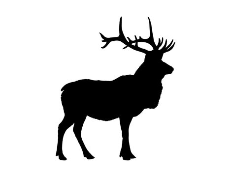  Black Silhouette of Reindeer or Stag Standing Isolated