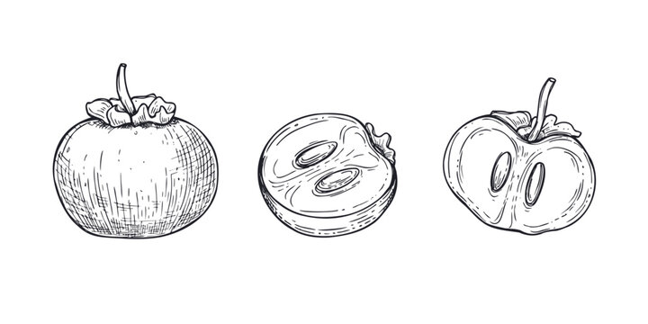 Persimmon fruit set in hand drawn vector vintage style. Whole and sliced exotic drupe with seed. Healthy organic food illustration clip art for culinary design, vegetarian diet and menu graphic.