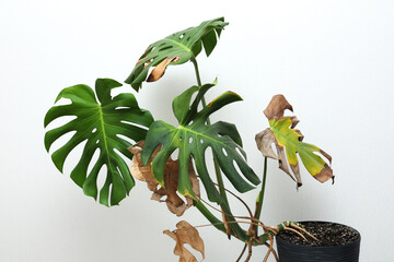 Monstera plant with green and brown leaves in a black pot on a white background during daytime © ir1ska