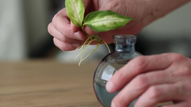 Man looking at small sprout of house plant with long roots. 4K
