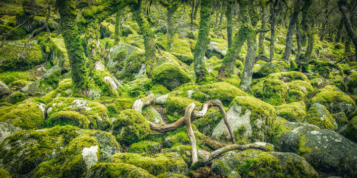 green moss covered ancient woodland 