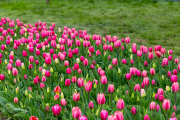Fototapeta premium Colorful tulips grow in a garden during spring in a vibrant display stretching along the grassy area