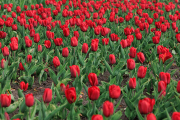 Fototapeta premium Bright red tulips fill a large garden area during spring with deep green leaves under clear blue skies