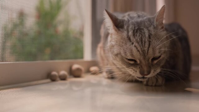 Fat gray tabby American Shorthair cat chewing Matatabi gall fruit on floor by glass door in home. Warm morning sunlight creates cozy peaceful mood with slow zoom-in.