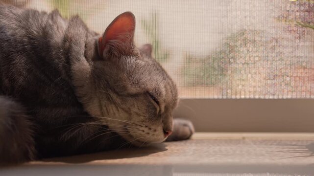 Slow zoom-out from fat gray tabby American Shorthair cat sleeping deeply to reveal a peaceful home atmosphere. Warm morning sunlight through glass door and screen creates a harmonious relaxing mood.