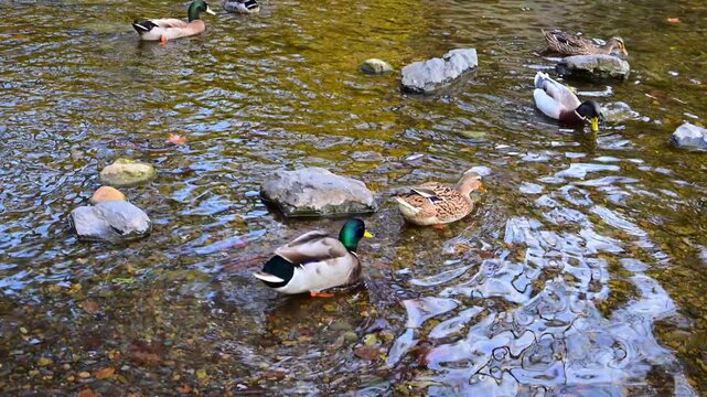 Male and female mallard ducks (Anas platyrhynchos) rest, forage, and swim in a small river