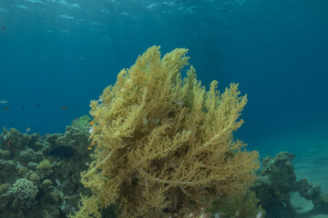 Fototapeta premium Coral reef and water plants in the Red Sea, Eilat Israel 